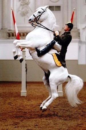Spanish Riding School - La Courbette