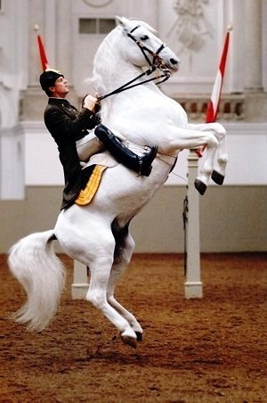 Spanish Riding School - La Courbette